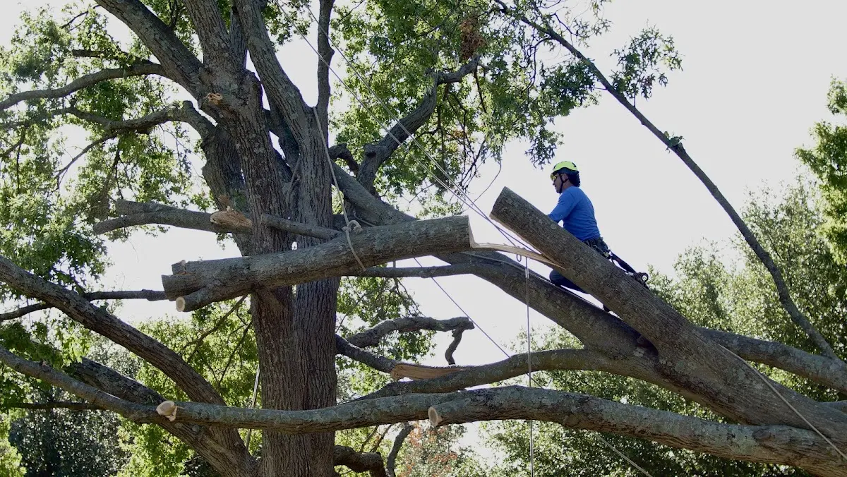 Professional Crown Thinning performed by certified arborists in Denmark